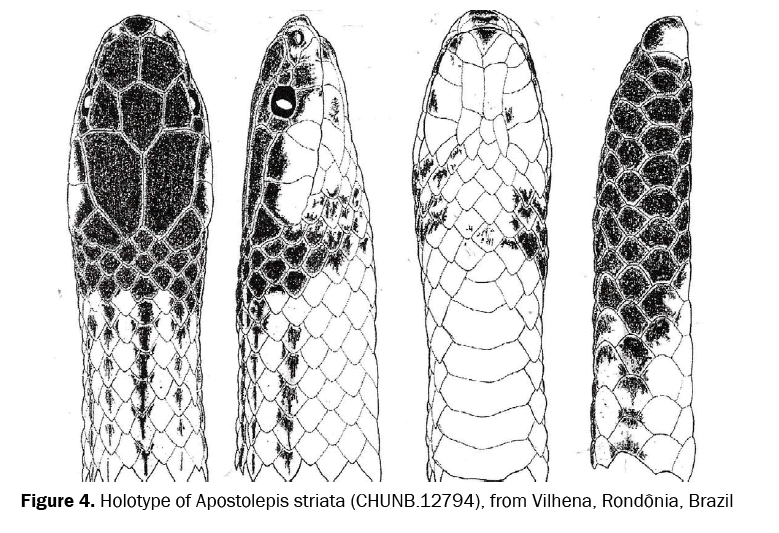 zoological-sciences-Apostolepis-striata