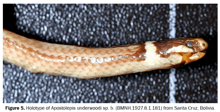 zoological-sciences-Apostolepis-underwoodi