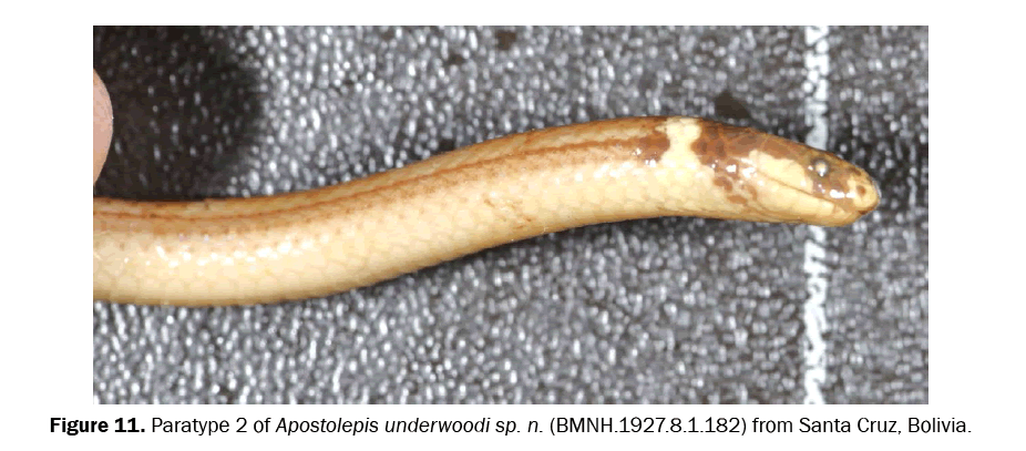 zoological-sciences-Apostolepis-underwoodi