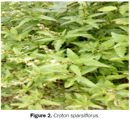 zoological-sciences-Croton-sparsiflorus