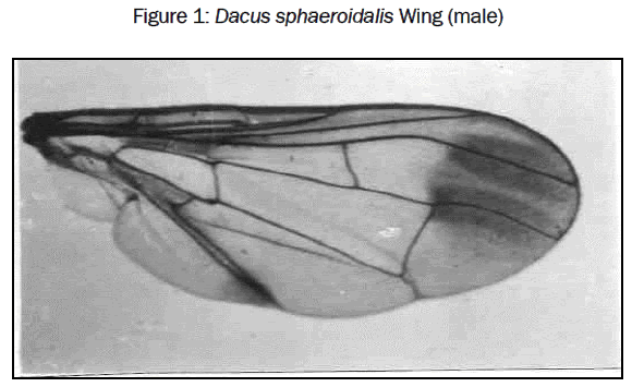 zoological-sciences-Dacus-sphaeroidalis