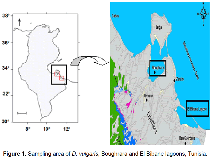 zoological-sciences-El-Bibane-lagoons