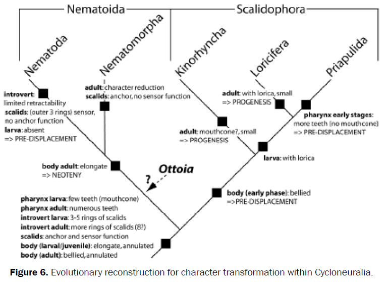 zoological-sciences-Evolutionary-reconstruction-character-transformation