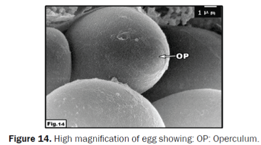 zoological-sciences-High-magnification