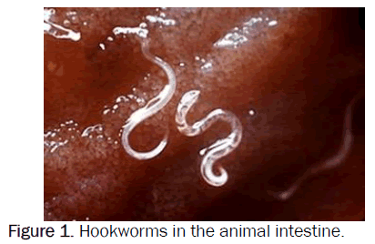zoological-sciences-Hookworms-animal-intestine