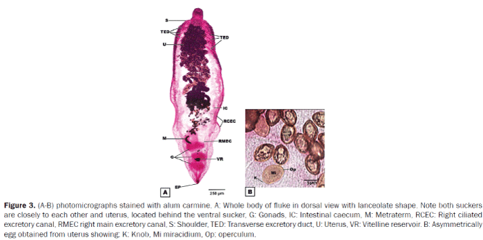 zoological-sciences-Intestinal-caecum