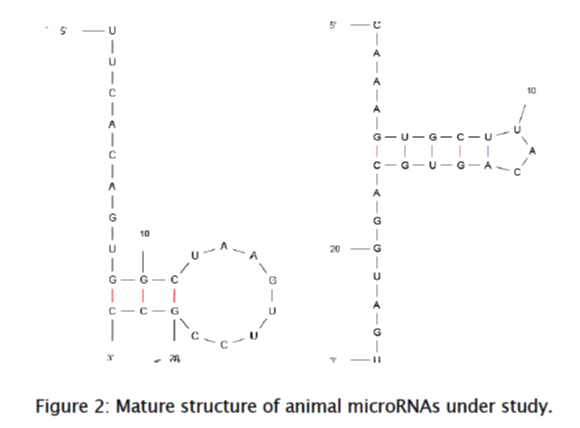 zoological-sciences-Mature-structure-animal