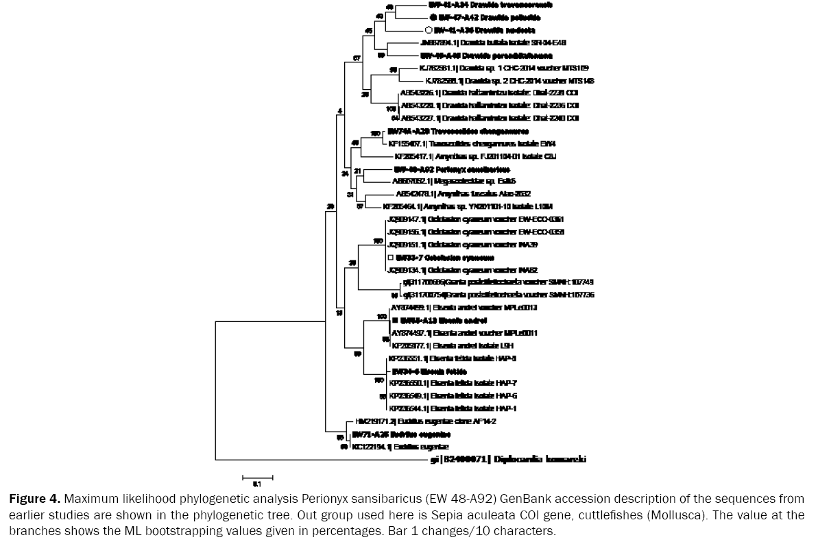 zoological-sciences-Maximum-likelihood-phylogenetic-analysis