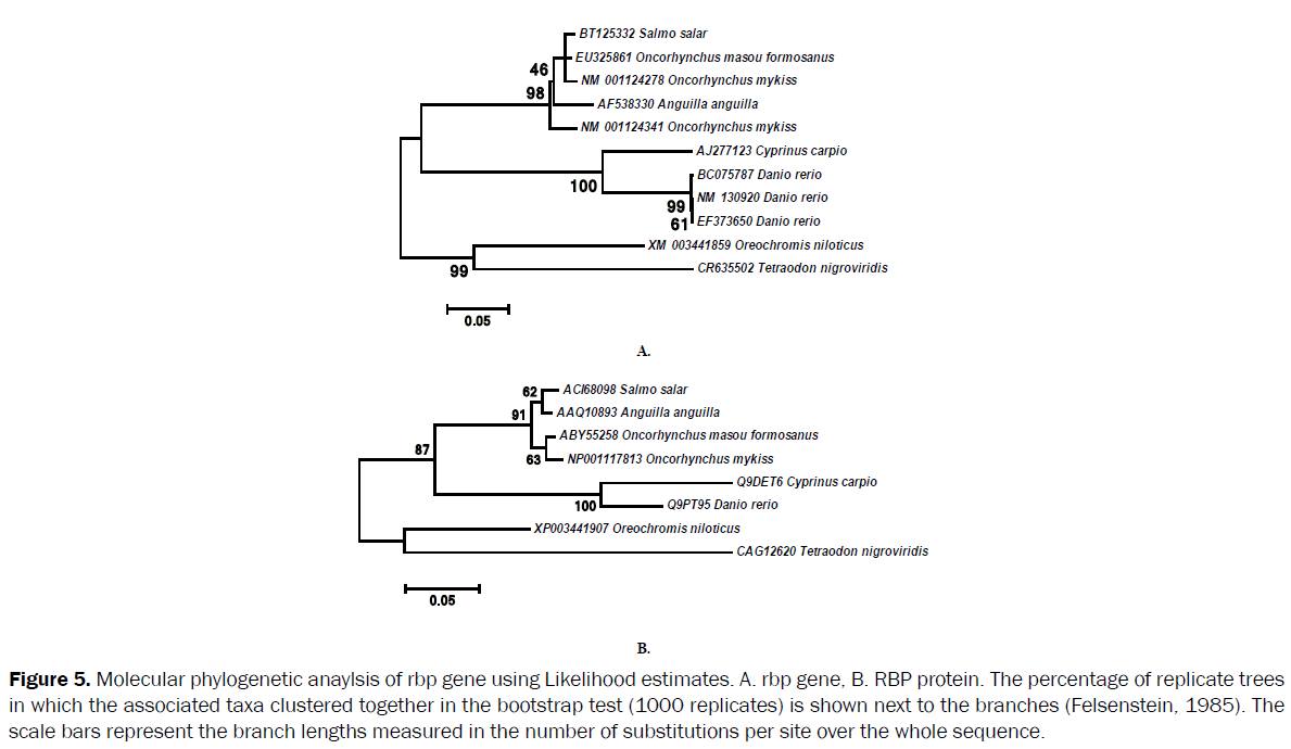 zoological-sciences-Molecular-phylogenetic-anaylsis