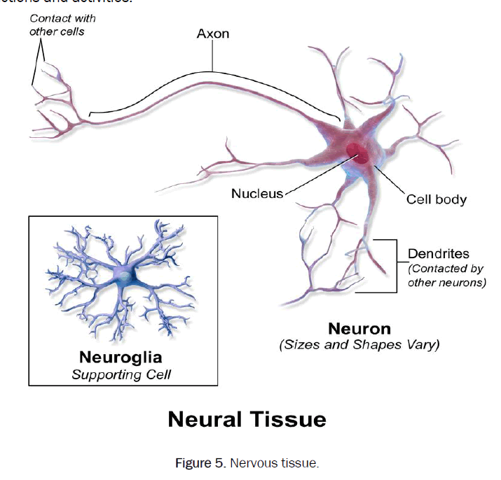 zoological-sciences-Nervous-tissue