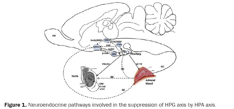 zoological-sciences-Neuroendocrine-pathways-involved