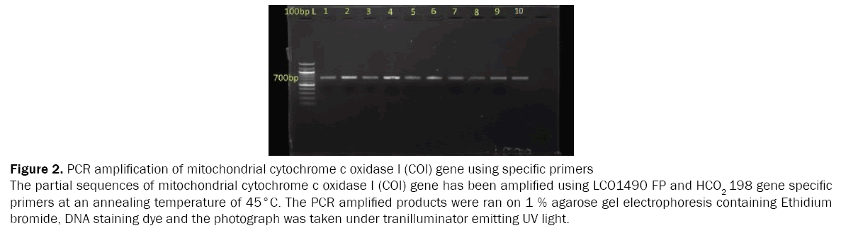 zoological-sciences-PCR-amplification-mitochondrial-cytochrome