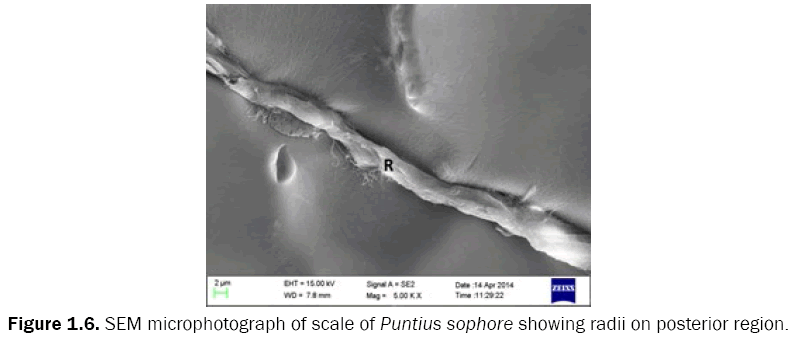 zoological-sciences-Puntius-sophore-showing-radii