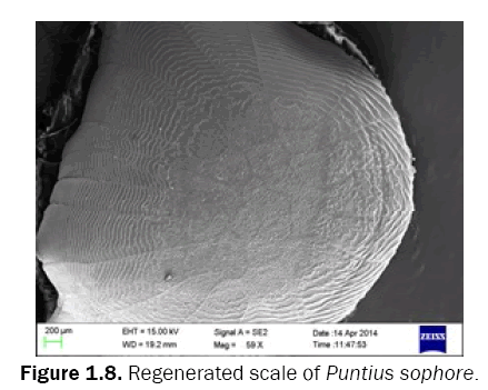 zoological-sciences-Regenerated-scale-Puntius-sophore