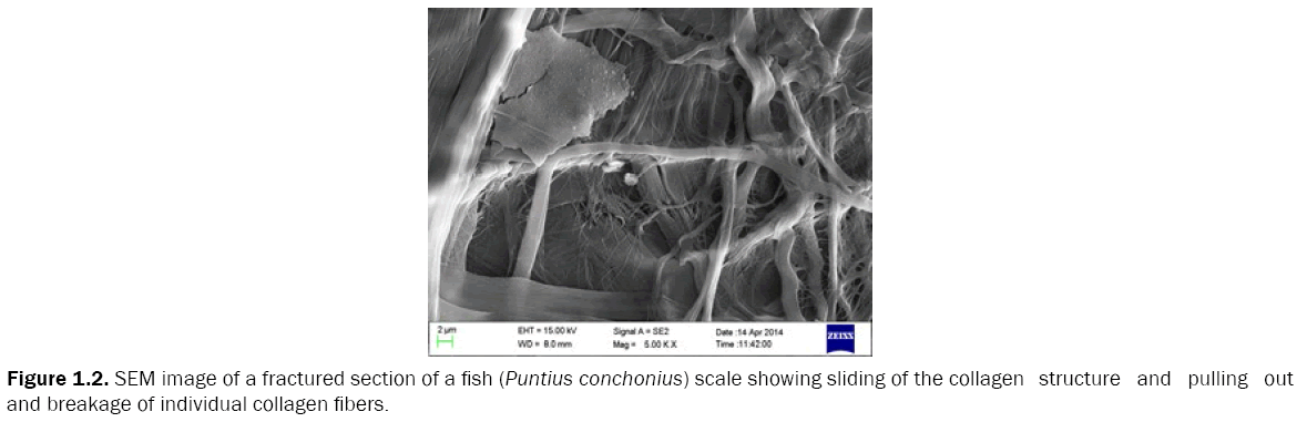 zoological-sciences-SEM-image-fractured-section-fish