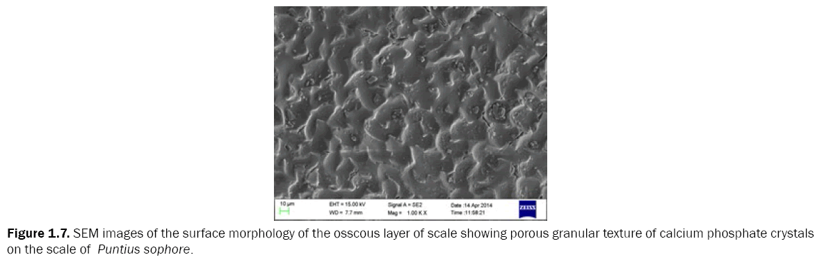 zoological-sciences-SEM-images-surface-morphology