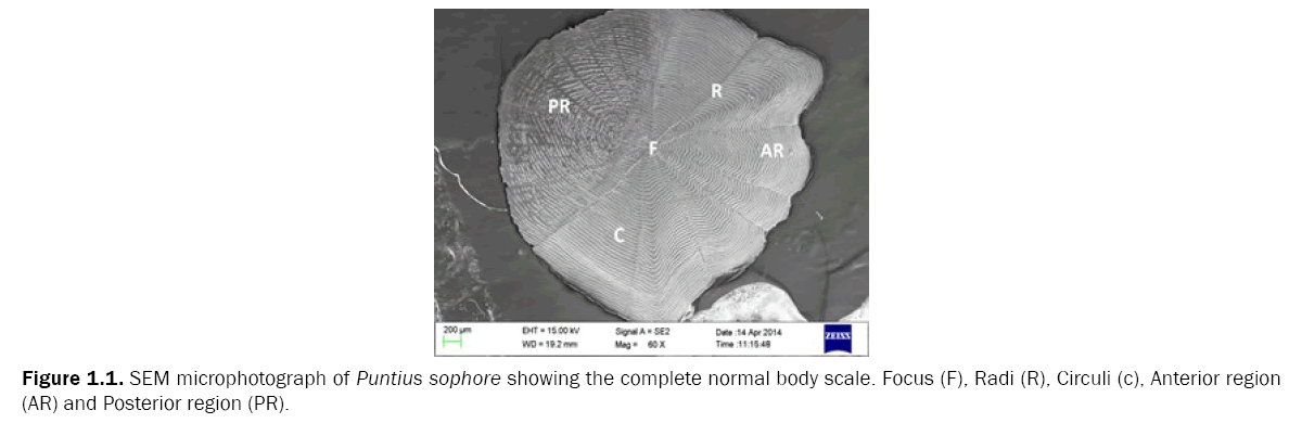 zoological-sciences-SEM-microphotograph-Puntius-sophore