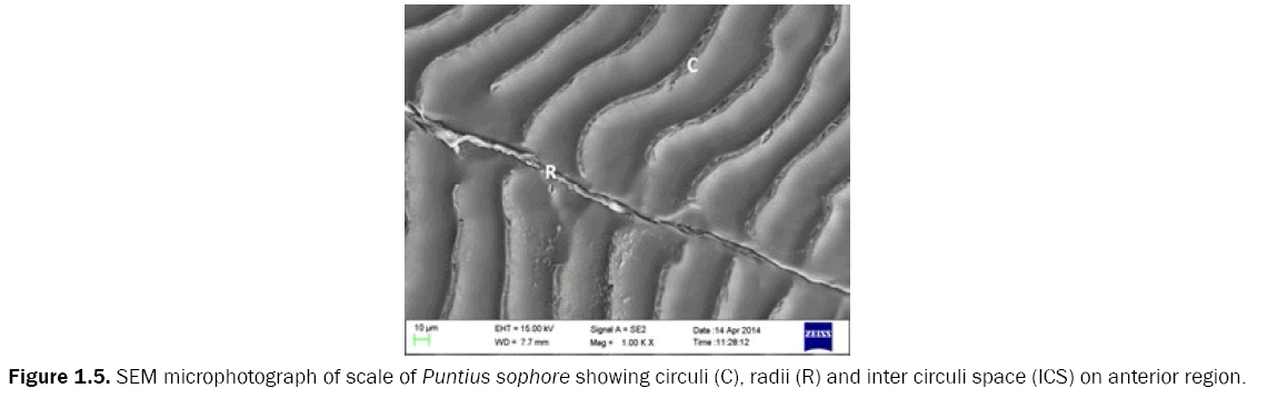 zoological-sciences-SEM-microphotograph-scale-Puntius-sophore