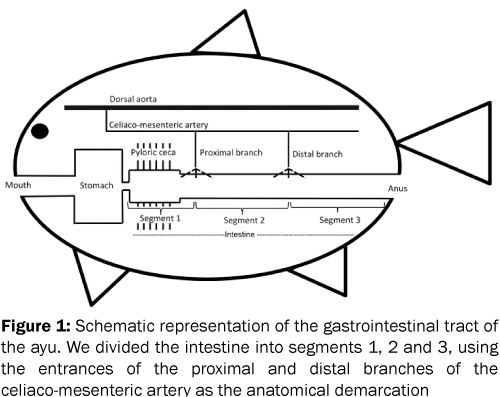 zoological-sciences-Schematic-representation-demarcation