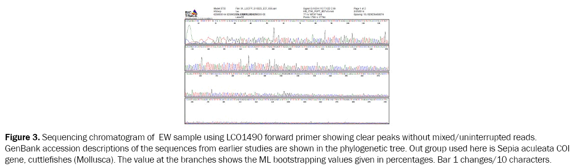 zoological-sciences-Sequencing-chromatogram-EW-sample