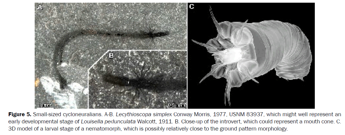 zoological-sciences-Small-sized-cycloneuralians