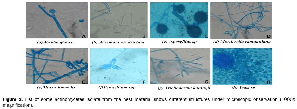 zoological-sciences-actinomycetes-isolate