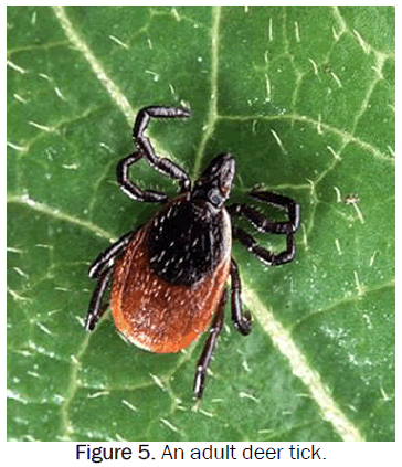 zoological-sciences-adult-deer-tick