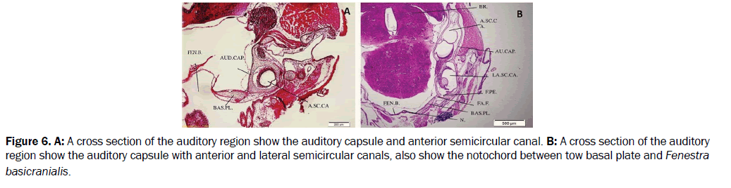 zoological-sciences-auditory