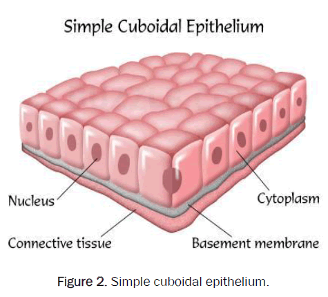 zoological-sciences-cuboidal-epithelium