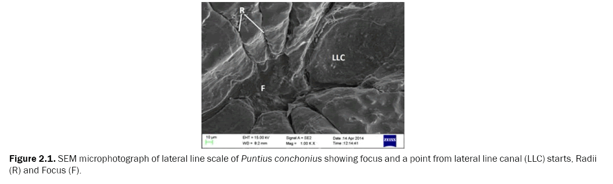 zoological-sciences-lateral-line-scale-Puntius-conchonius