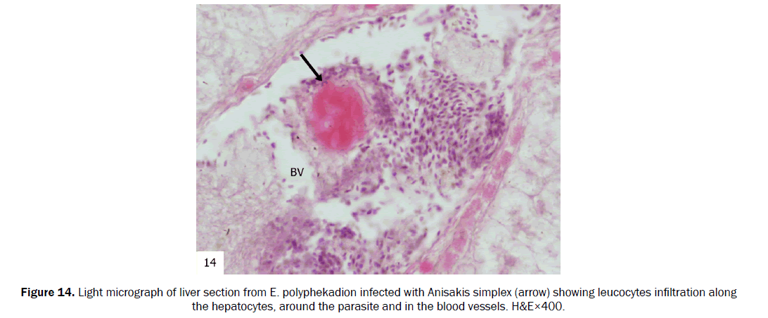 zoological-sciences-leucocytes-infiltration