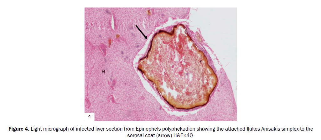 zoological-sciences-liver-section