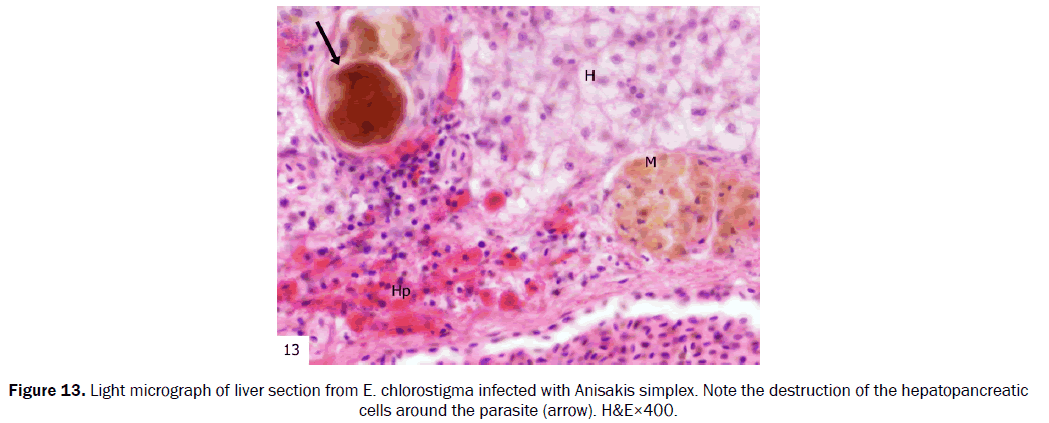 zoological-sciences-macrophage-parasite