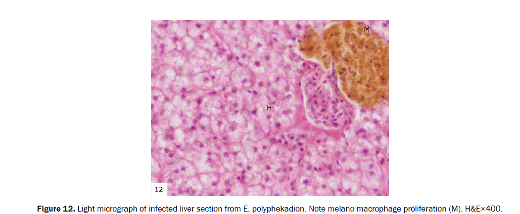 zoological-sciences-macrophage-proliferation