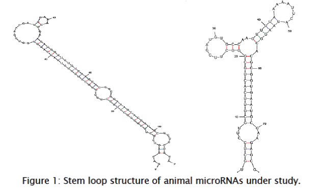 zoological-sciences-microRNAs-under-study