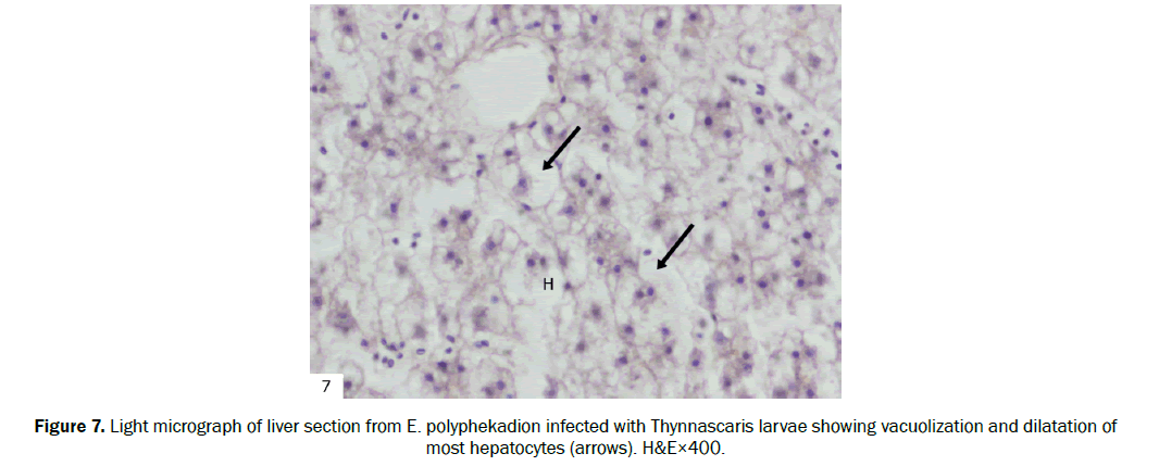 zoological-sciences-most-hepatocytes