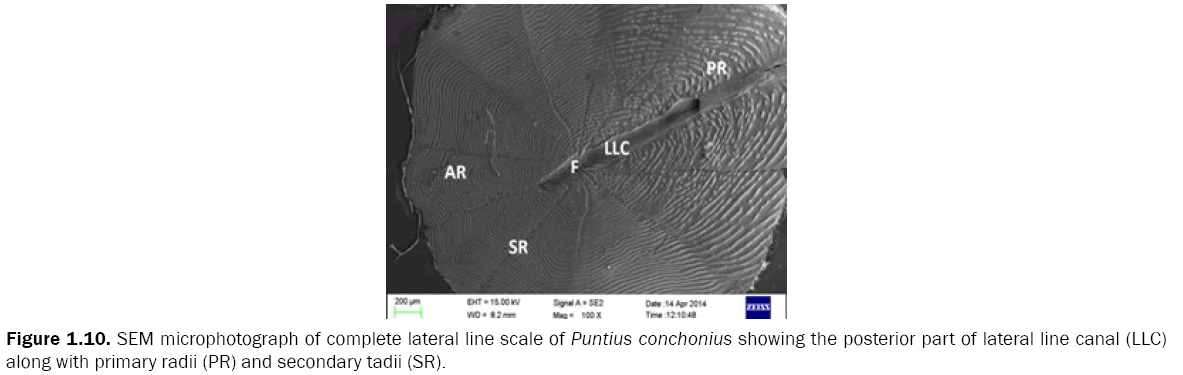 zoological-sciences-posterior-part-lateral-line-canal