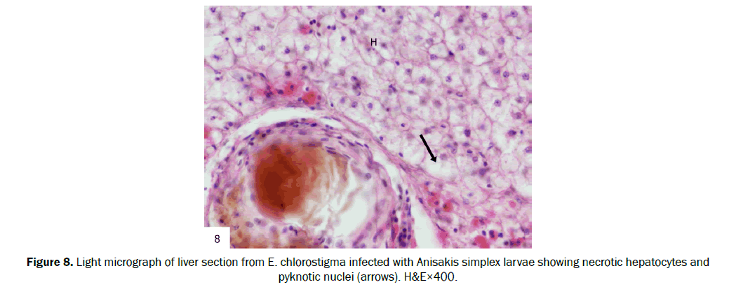 zoological-sciences-pyknotic-nuclei