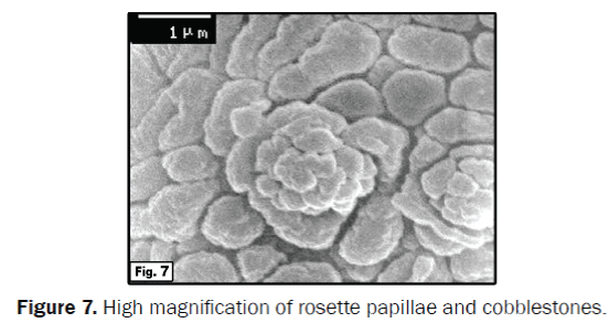 zoological-sciences-Rosette-papillae