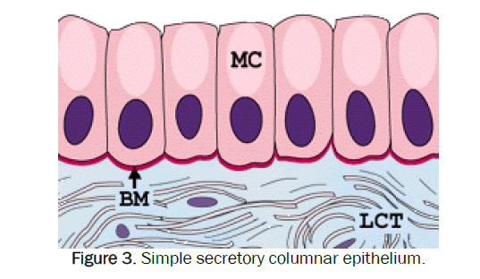 zoological-sciences-secretory-columnar