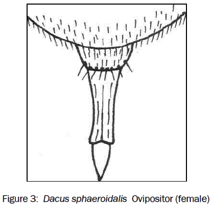 zoological-sciences-sphaeroidalis-Ovipositor