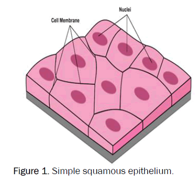 zoological-sciences-squamous-epithelium