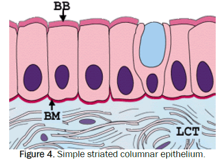 zoological-sciences-striated-columnar