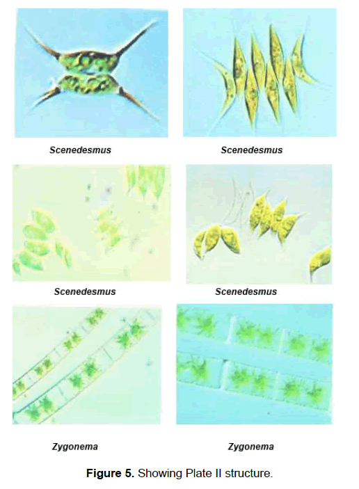 zoological-sciences-structure