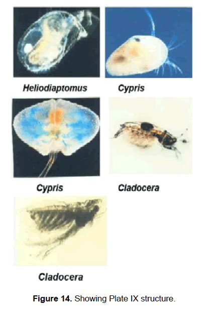 zoological-sciences-structure