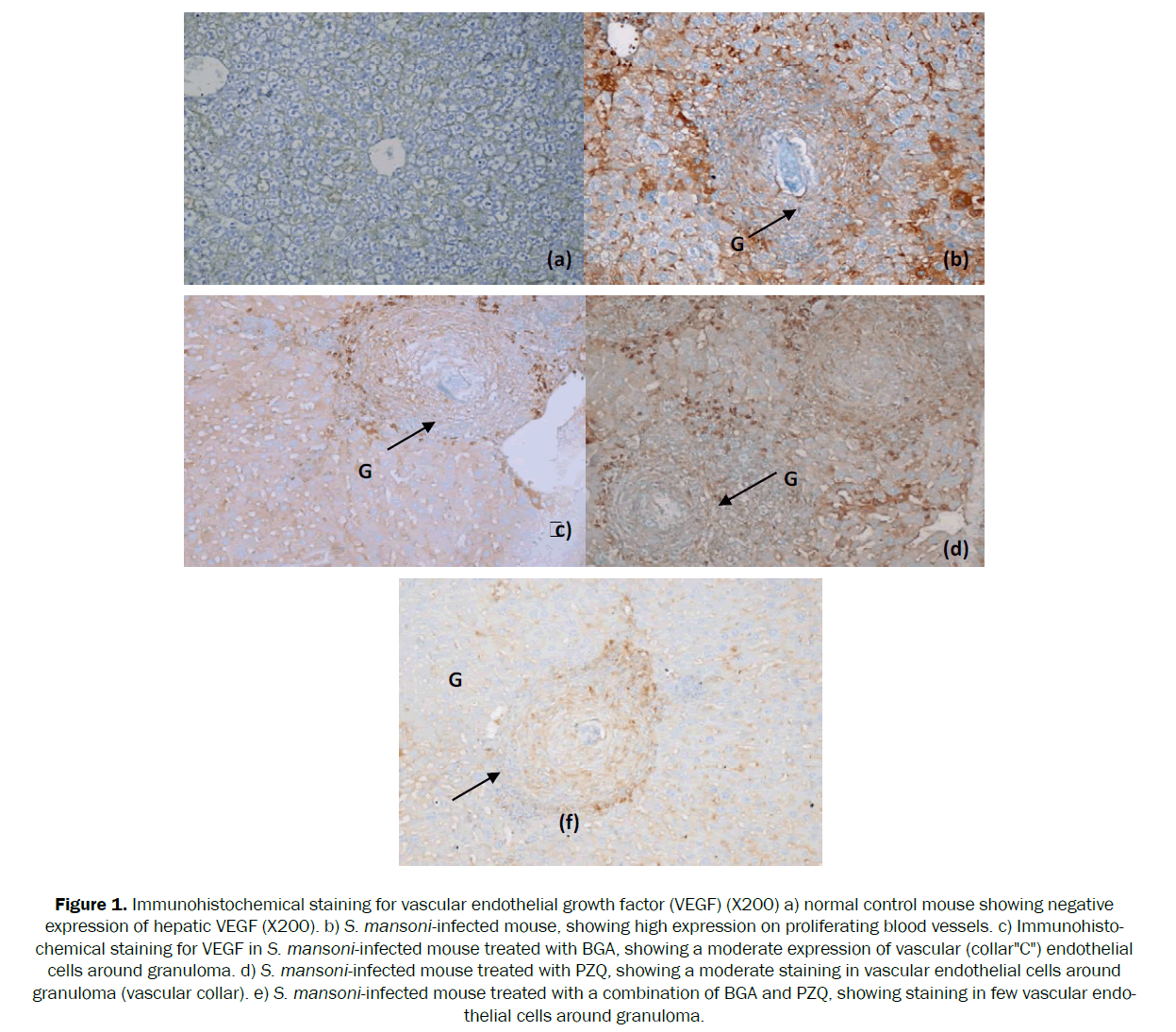 zoological-sciences-vascular-endothelial