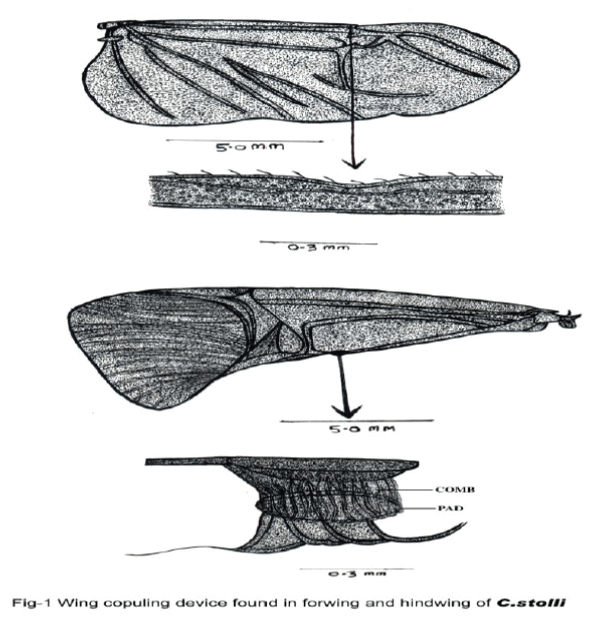 zoological-sciences-wing-copuling-device
